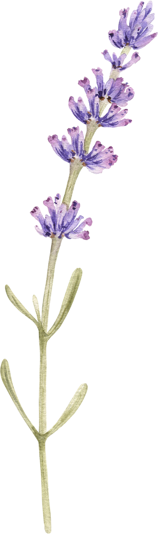 Watercolor lavender flower